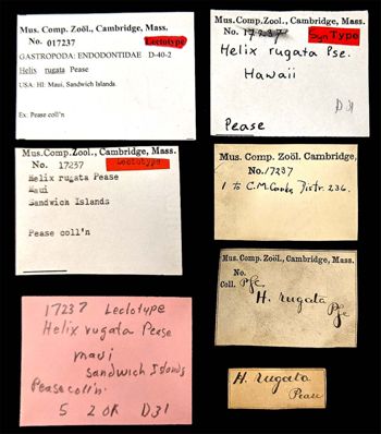 Media type: image;   Malacology 17237 Aspect: labels